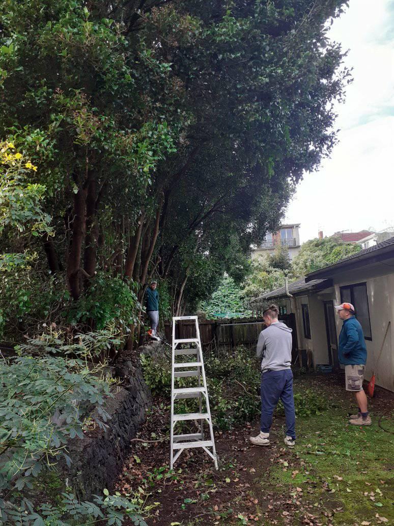 small scale tree work